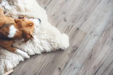 Family dog on scratch-resistant waterproof laminate in a Carmel, IN remodel