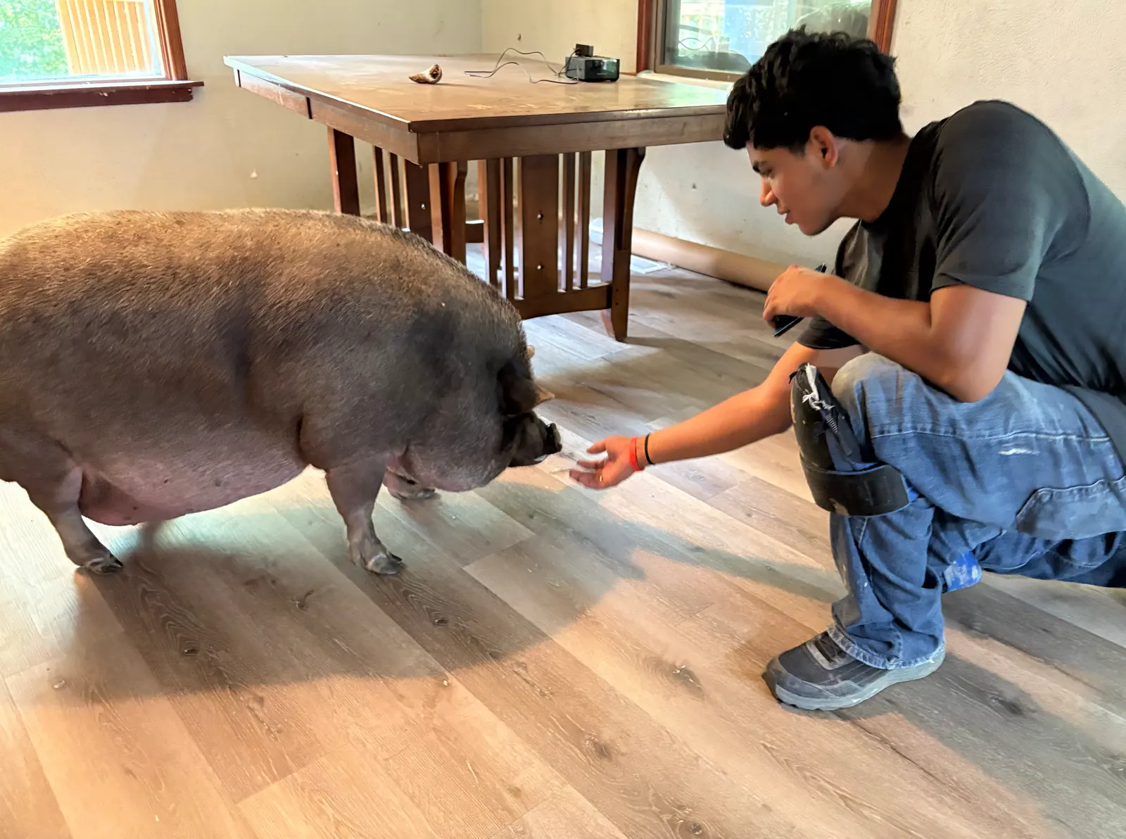 A TFPros installer kneeling to greet a homeowner's pet pot-bellied pig on newly installed waterproof luxury vinyl plank flooring in an Indianapolis home